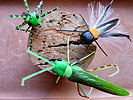 Erwin Tibad bei Flyfishing Europe, Fliegenbinden, Fliegenfischen