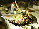 Erwin Tibad bei Flyfishing Europe, Fliegenbinden, Fliegenfischen