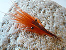 Heinz-G&uuml;nther Sareyka bei Flyfishing Europe, Fliegenbinden, Fliegenfischen auf Meerforelle