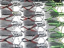 Harry Schoel bei Flyfishing Europe, Fliegenbinden, Fliegenfischen mit Foam Flies